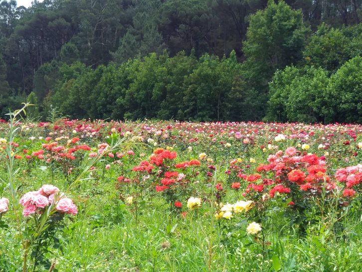 adersousa_castromil_5