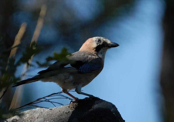 Terras-do-Sousa_Fauna_Ader-Sousa_1