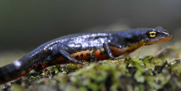 Terras-do-Sousa_Fauna_Ader-Sousa_10