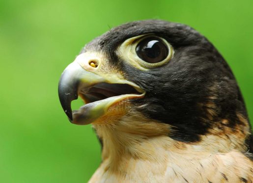 Terras-do-Sousa_Fauna_Ader-Sousa_12