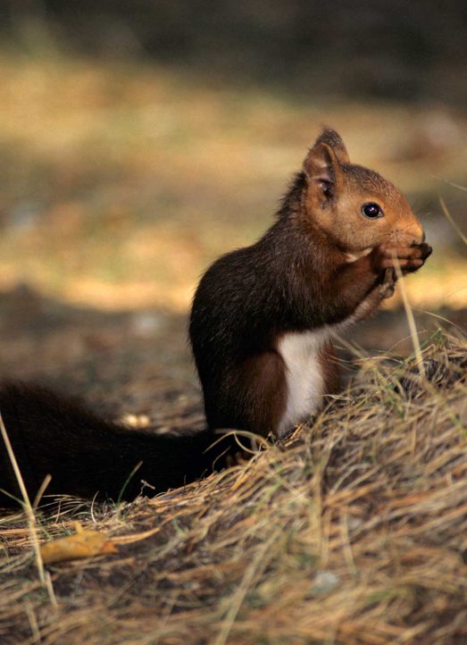 Terras-do-Sousa_Fauna_Ader-Sousa_13