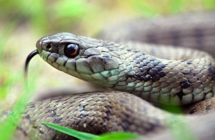 Terras-do-Sousa_Fauna_Ader-Sousa_14