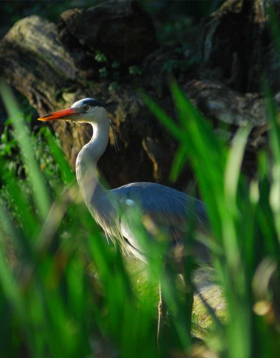 Terras-do-Sousa_Fauna_Ader-Sousa_16