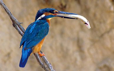 Terras-do-Sousa_Fauna_Ader-Sousa_17