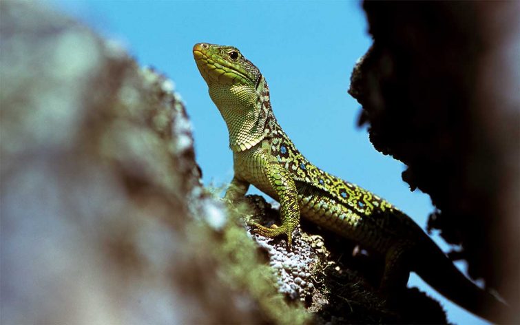 Terras-do-Sousa_Fauna_Ader-Sousa_18