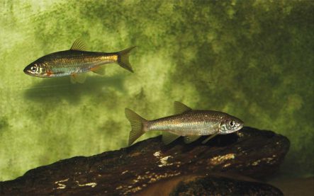 Terras-do-Sousa_Fauna_Ader-Sousa_19
