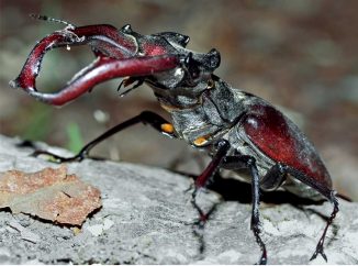 Terras-do-Sousa_Fauna_Ader-Sousa_20