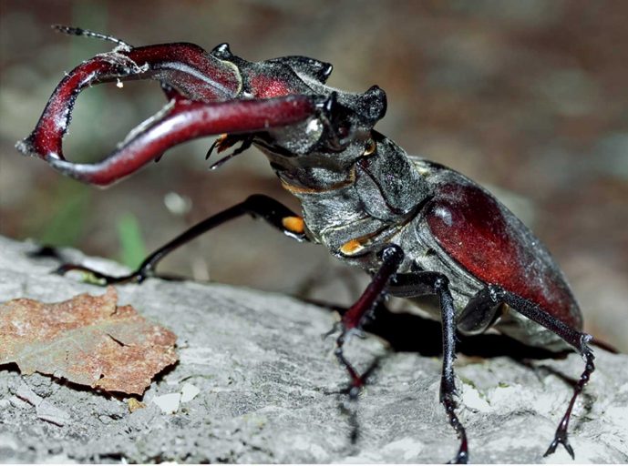 Terras-do-Sousa_Fauna_Ader-Sousa_20