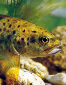 Terras-do-Sousa_Fauna_Ader-Sousa_21