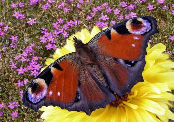 Terras-do-Sousa_Fauna_Ader-Sousa_22