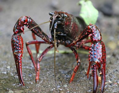 Terras-do-Sousa_Fauna_Ader-Sousa_23
