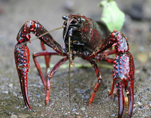 Terras-do-Sousa_Fauna_Ader-Sousa_23