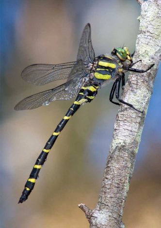 Terras-do-Sousa_Fauna_Ader-Sousa_24