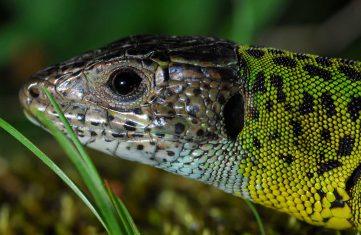 Terras-do-Sousa_Fauna_Ader-Sousa_3