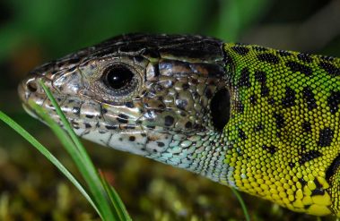 Terras-do-Sousa_Fauna_Ader-Sousa_3