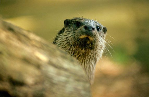 Terras-do-Sousa_Fauna_Ader-Sousa_4