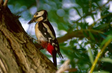 Terras-do-Sousa_Fauna_Ader-Sousa_6