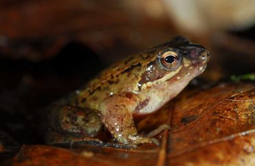 Terras-do-Sousa_Fauna_Ader-Sousa_7