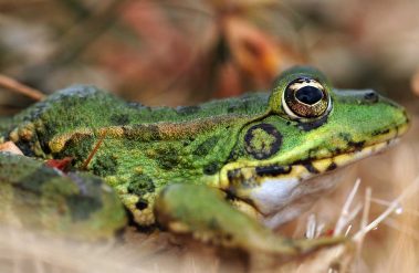Terras-do-Sousa_Fauna_Ader-Sousa_8