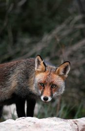 Terras-do-Sousa_Fauna_Ader-Sousa_9