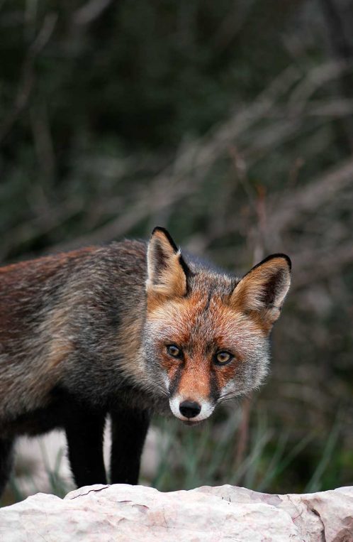 Terras-do-Sousa_Fauna_Ader-Sousa_9