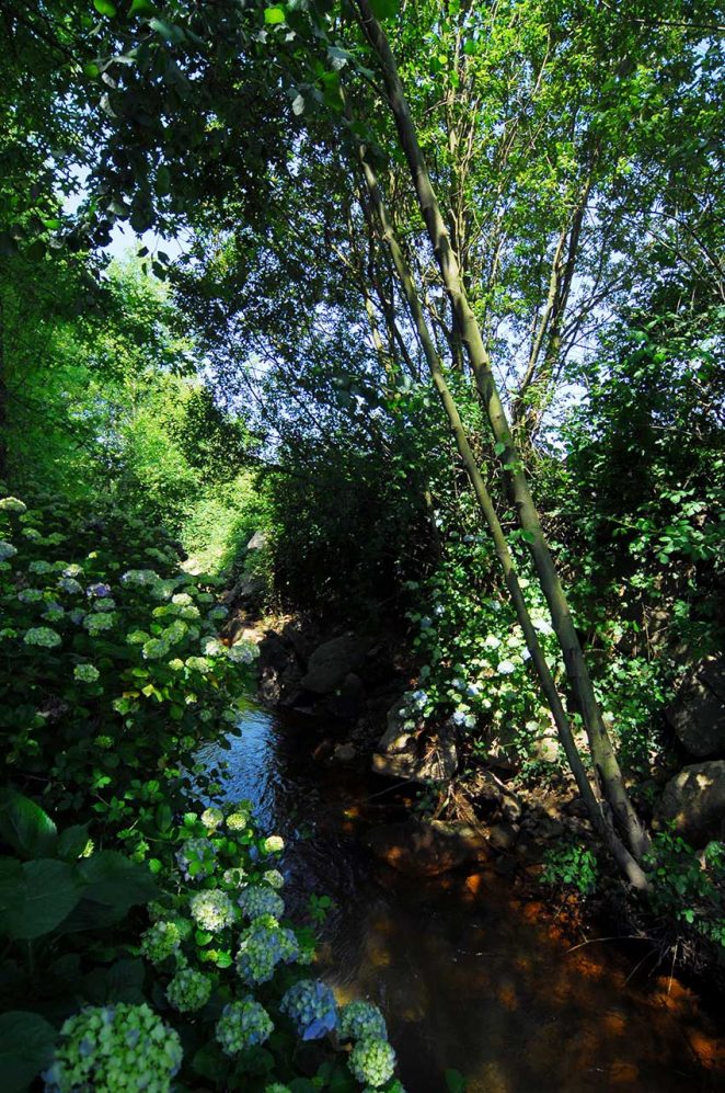 Terras-do-Sousa_Flora_Ader-Sousa_2