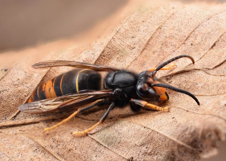 Vespa Velutina - Ader-Sousa